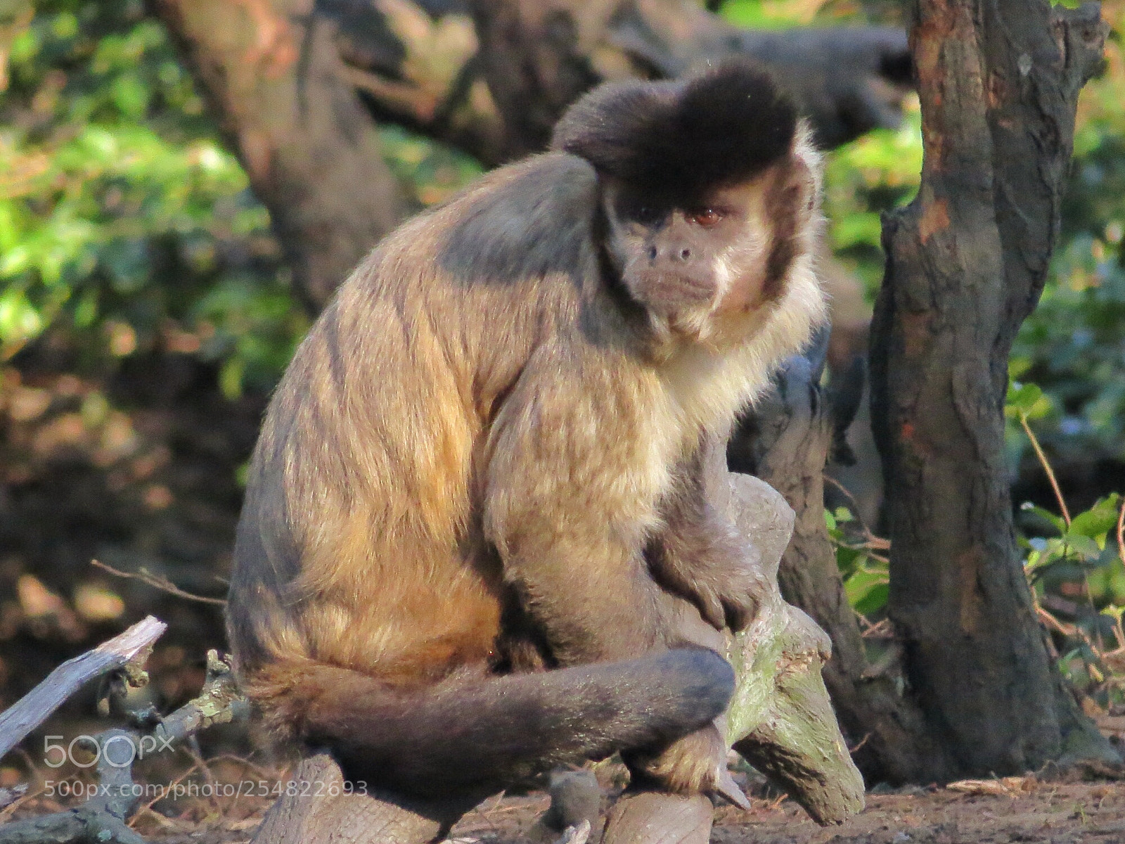 Canon PowerShot SX50 HS sample photo. Monkey photography
