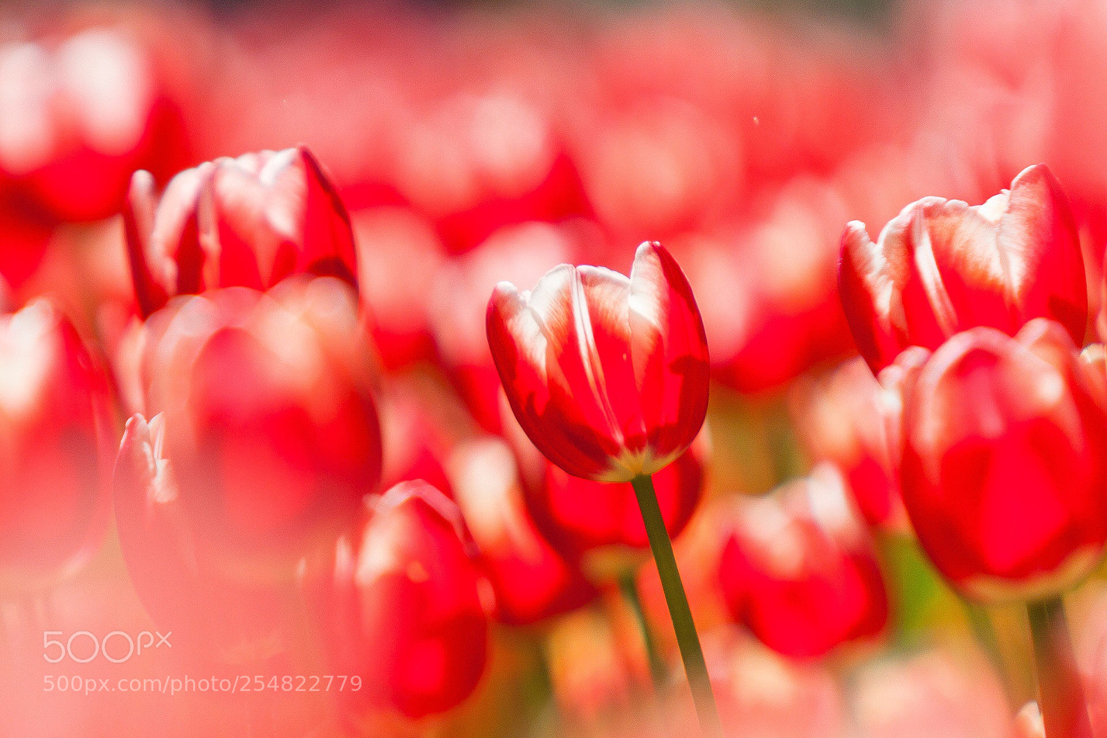 Canon EOS 50D sample photo. Весенние тюльпаны photography