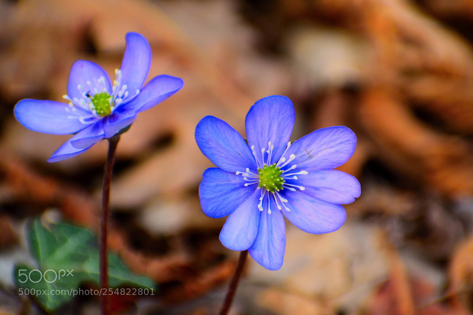 Nikon D3300 sample photo. Hepatica nobilis photography