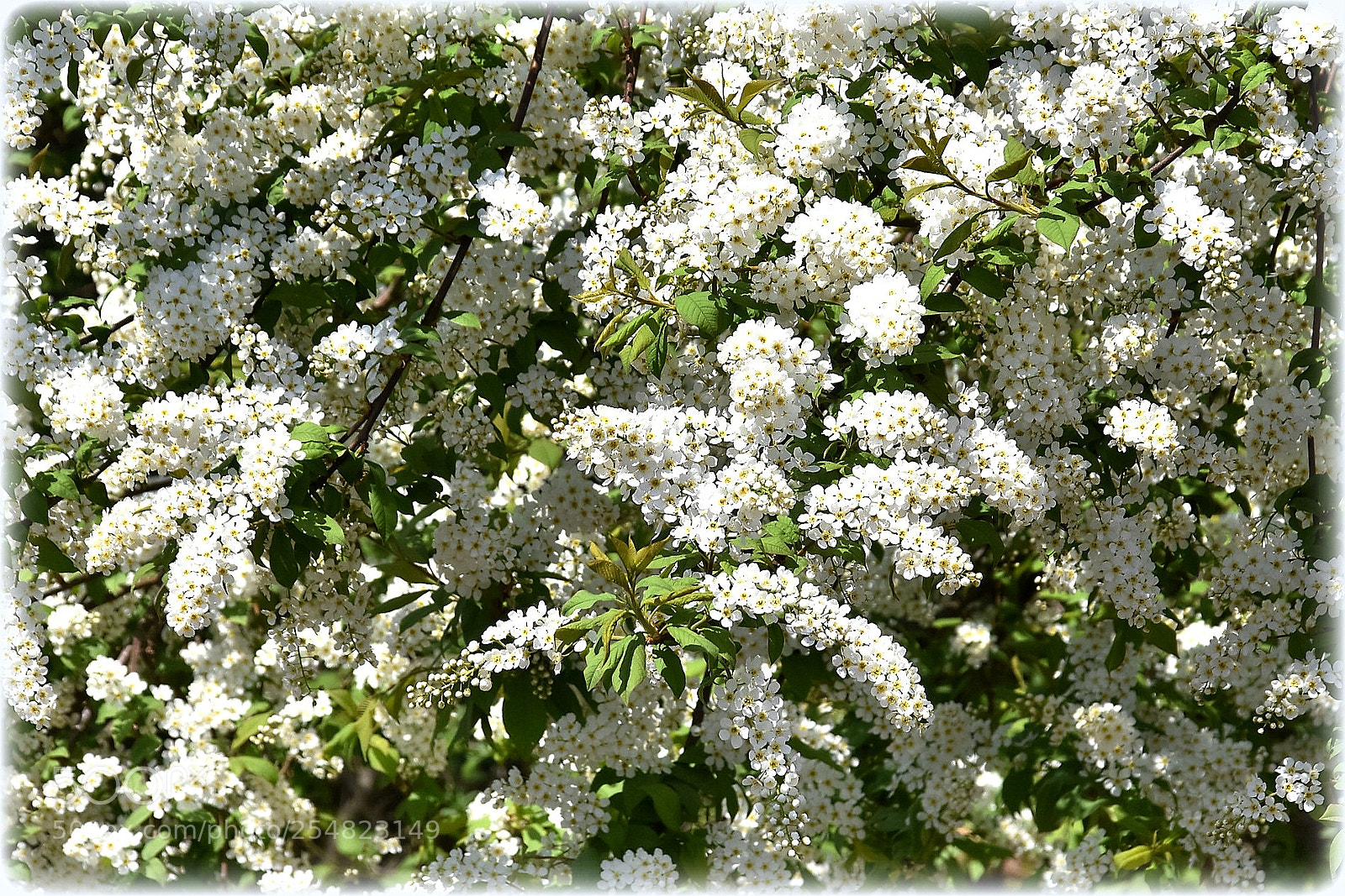 Nikon D7200 sample photo. ""blossom"" photography