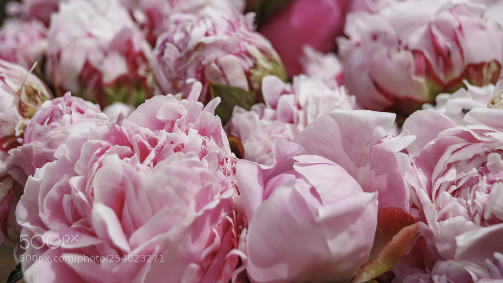Canon EOS 80D sample photo. Buds of flowers of photography