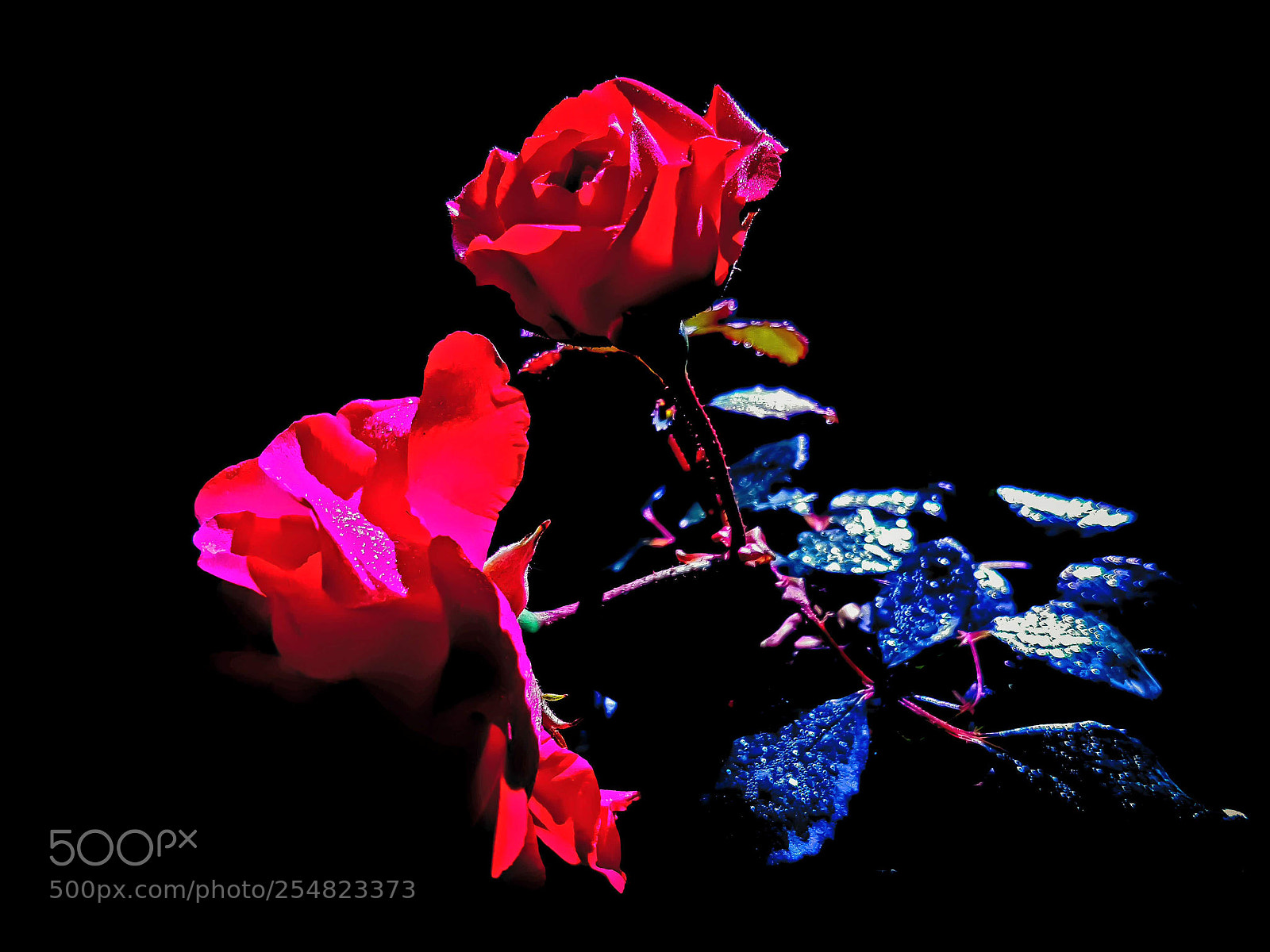 Samsung Galaxy S7 sample photo. Rose #2 galaxy s7 photography