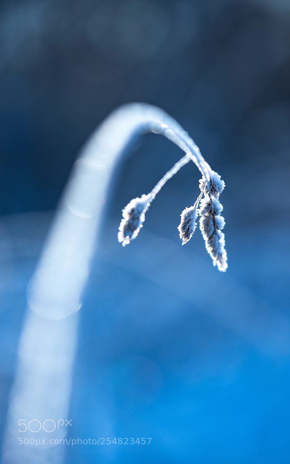 Canon EOS 7D Mark II sample photo. Frozen photography