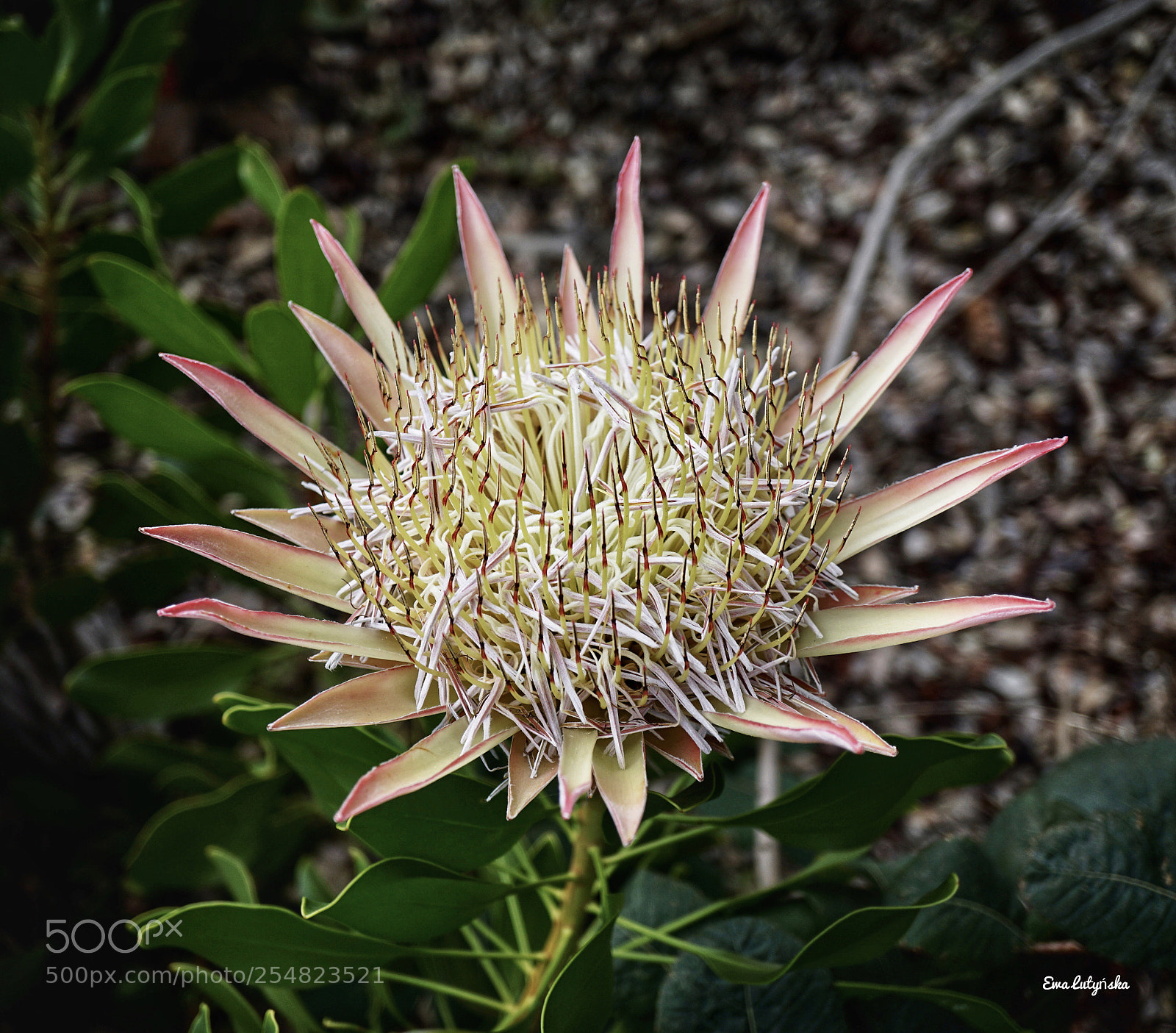 Sony a6000 sample photo. King protea... the last photography