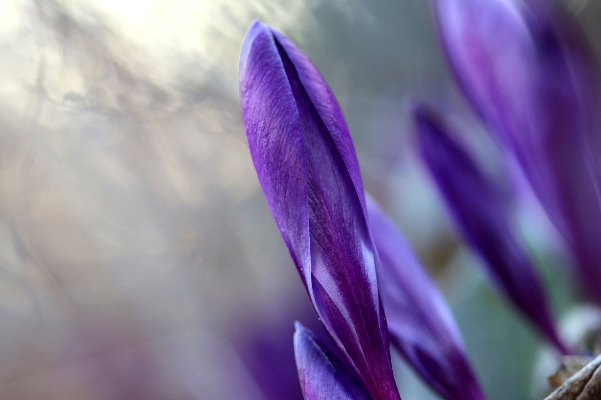 Canon EF 100mm F2.8 Macro USM sample photo. First flowers photography