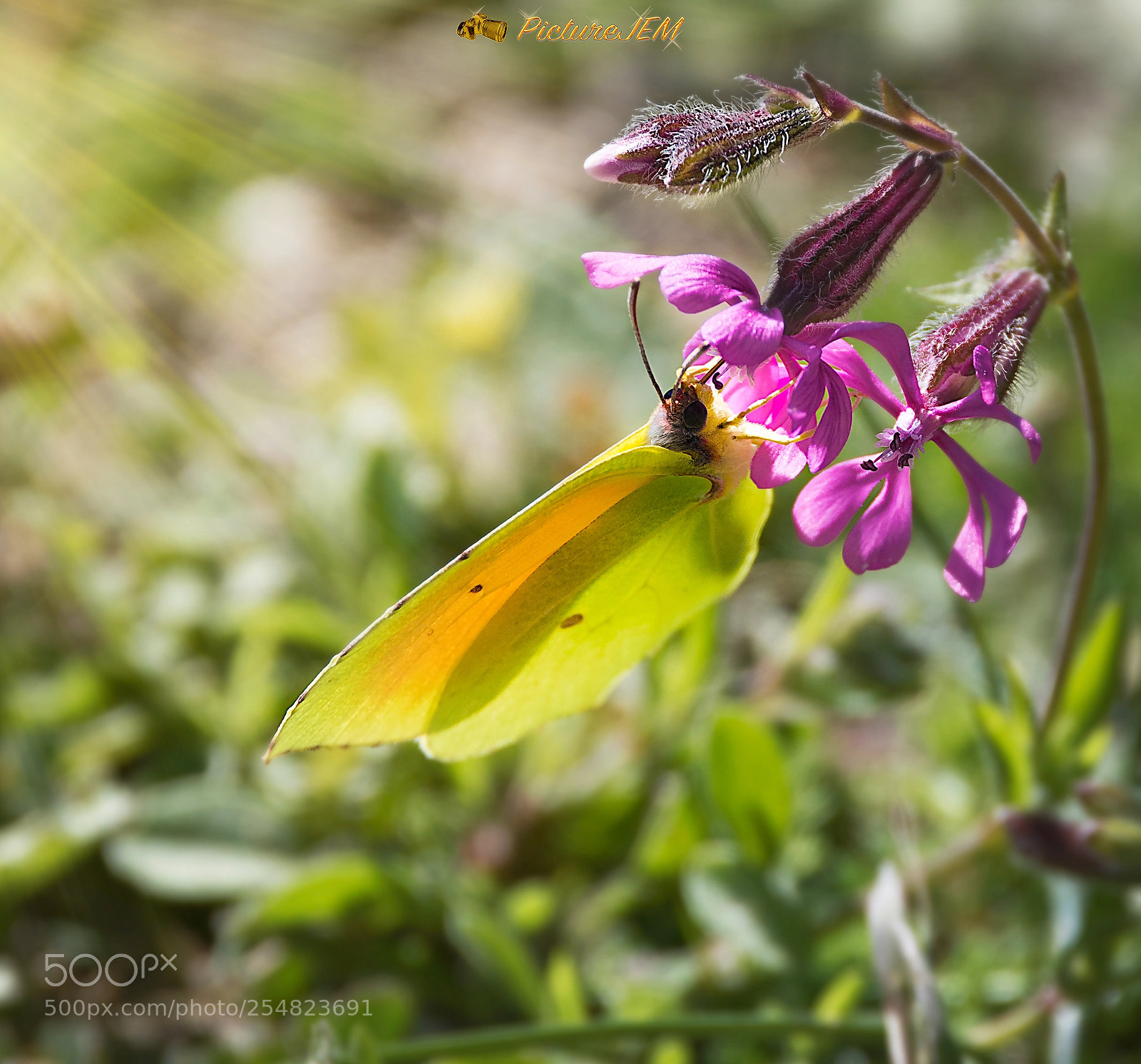 Nikon D5500 sample photo. Mariposa photography