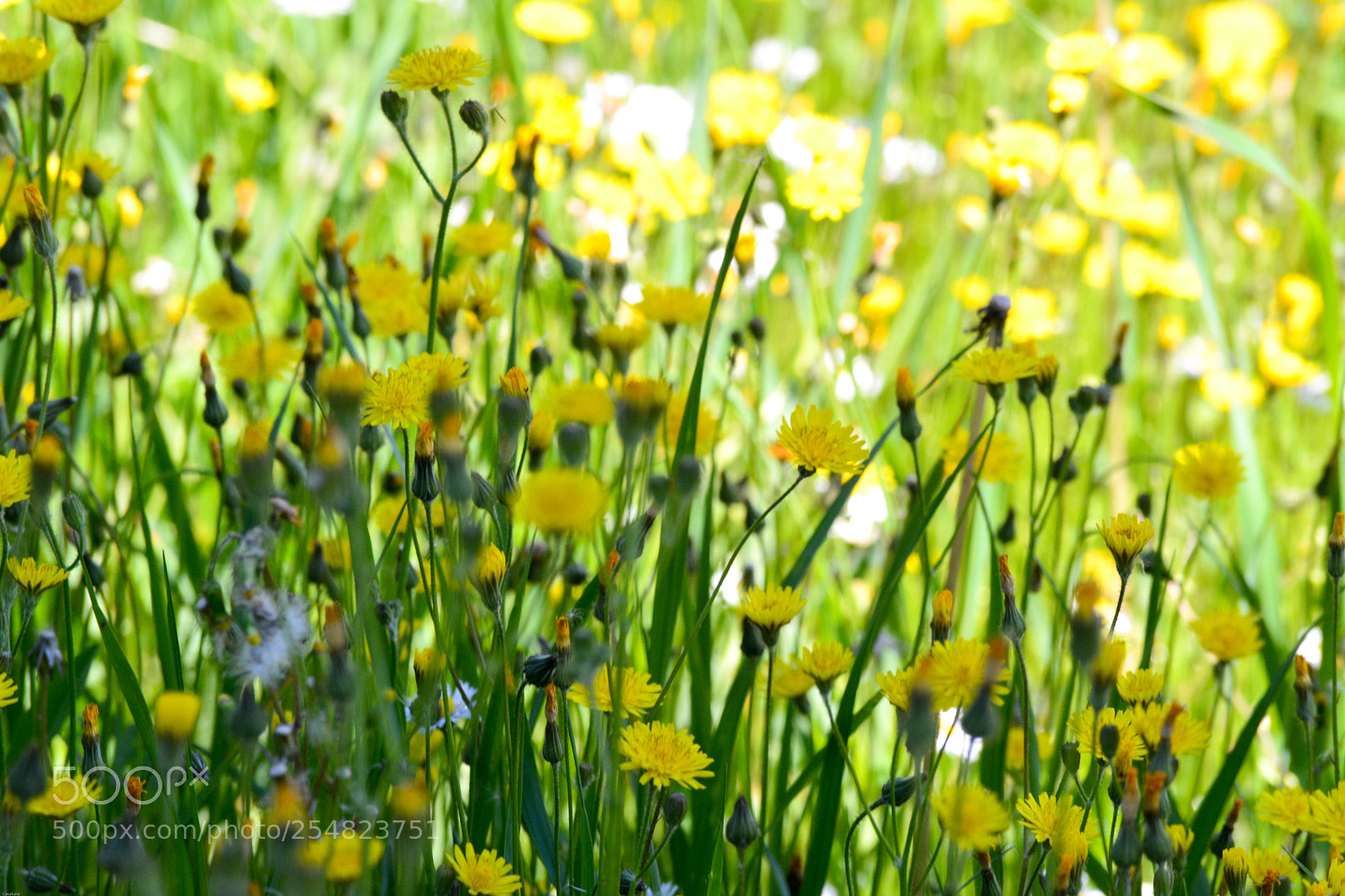 Nikon D5200 sample photo. Democracy photography