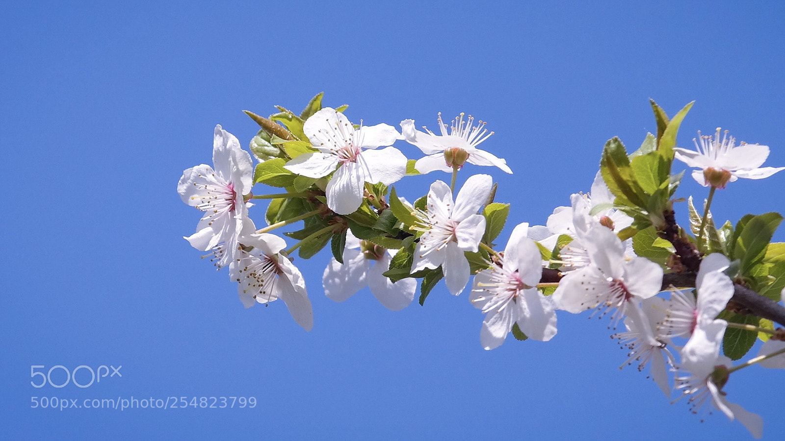Samsung NX300 sample photo. Spring is here photography