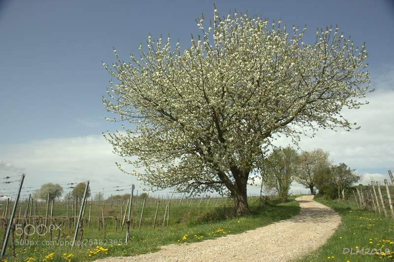 Canon EOS 700D (EOS Rebel T5i / EOS Kiss X7i) sample photo. Cherrytree photography