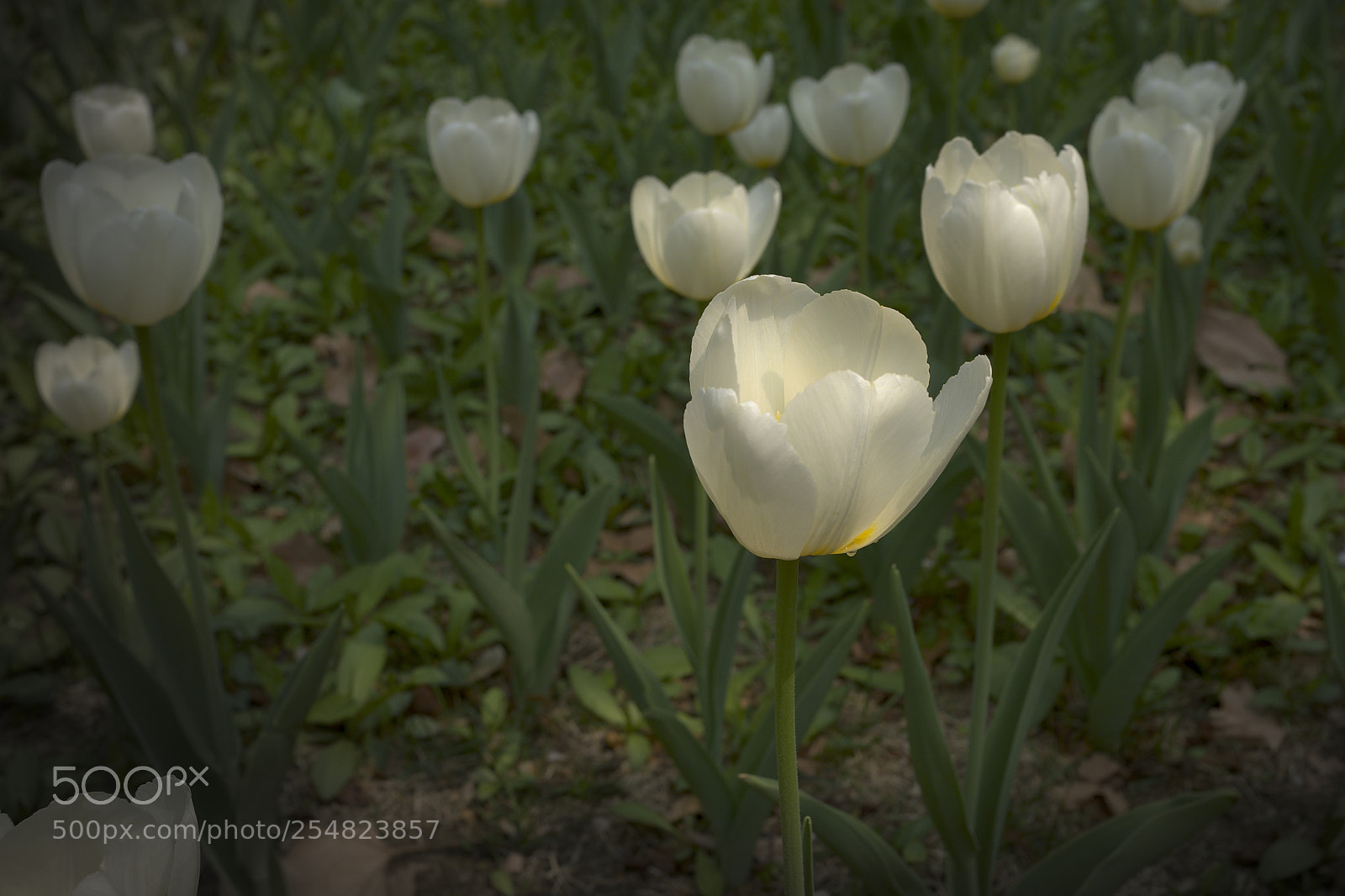 Fujifilm X100F sample photo. Tulips photography