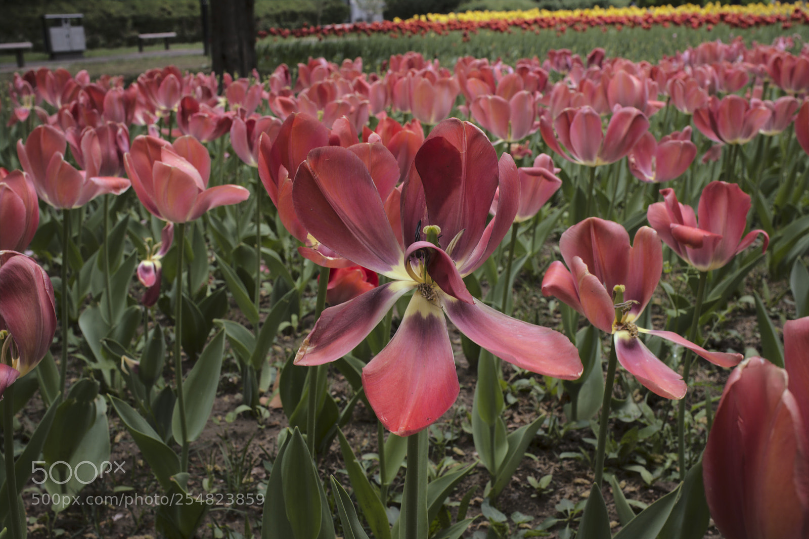 Fujifilm X100F sample photo. Tulips photography