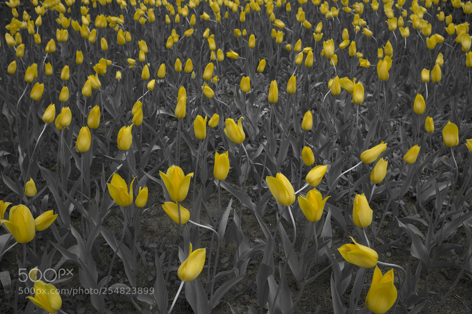 Fujifilm X100F sample photo. Tulips photography