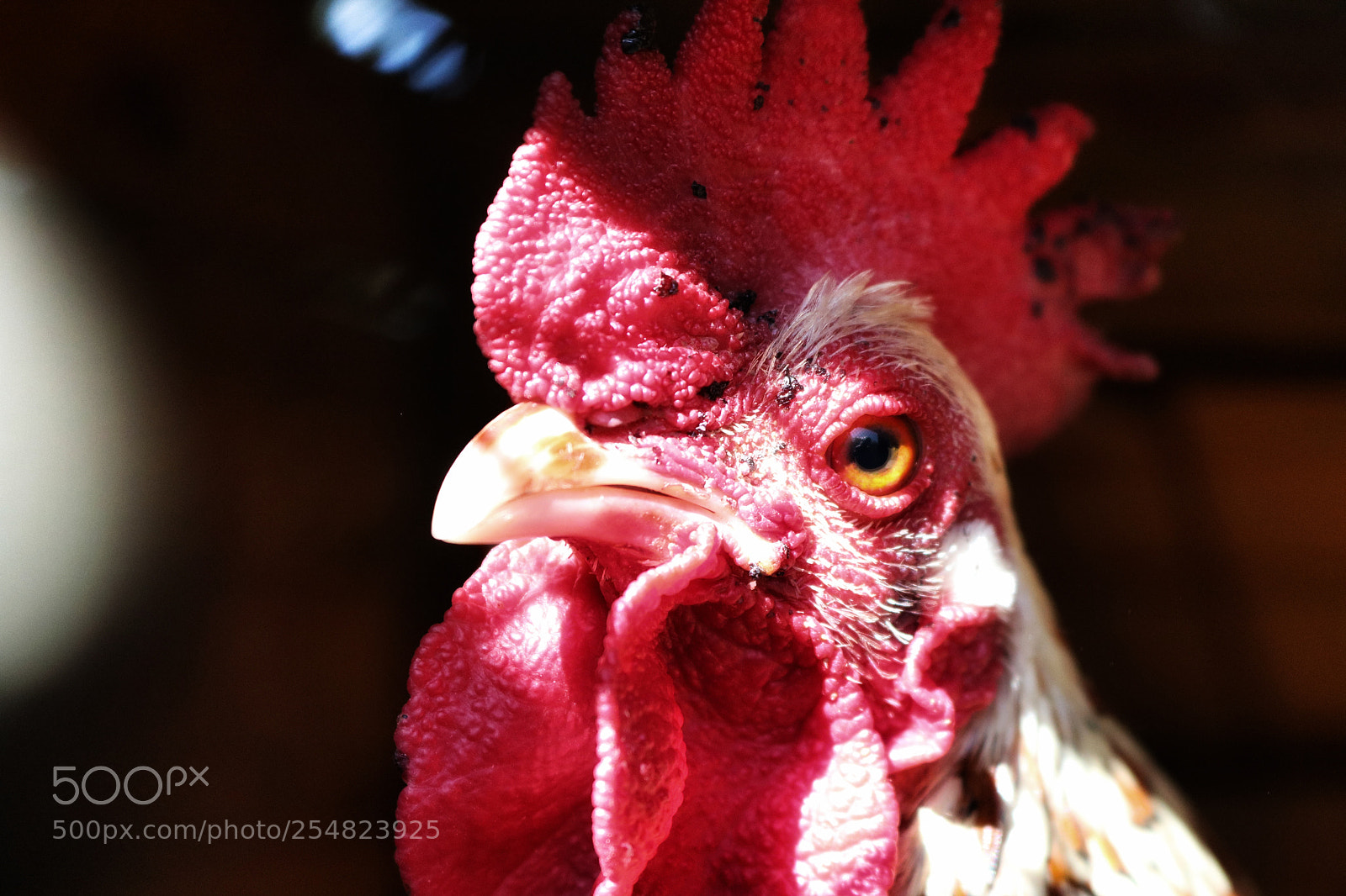 Canon EOS 750D (EOS Rebel T6i / EOS Kiss X8i) sample photo. Rooster photography