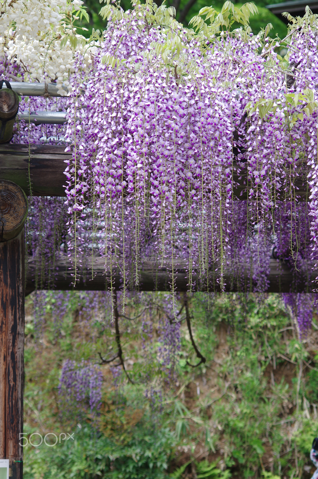 smc PENTAX-DA L 55-300mm F4-5.8 ED sample photo. Wisteria photography