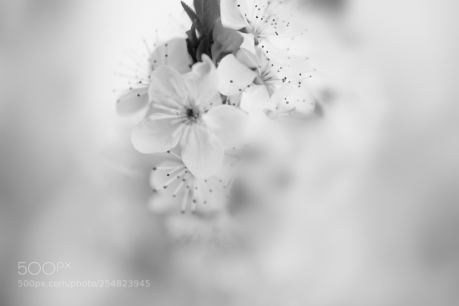 Nikon D810 sample photo. Blooming 3 photography