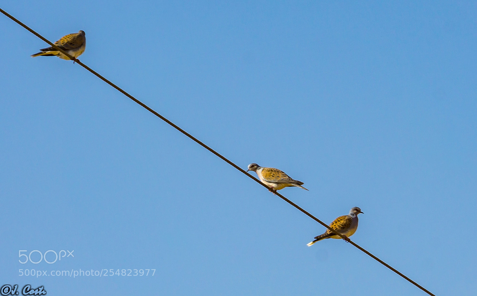 Sony a6000 sample photo. Birds on wire photography