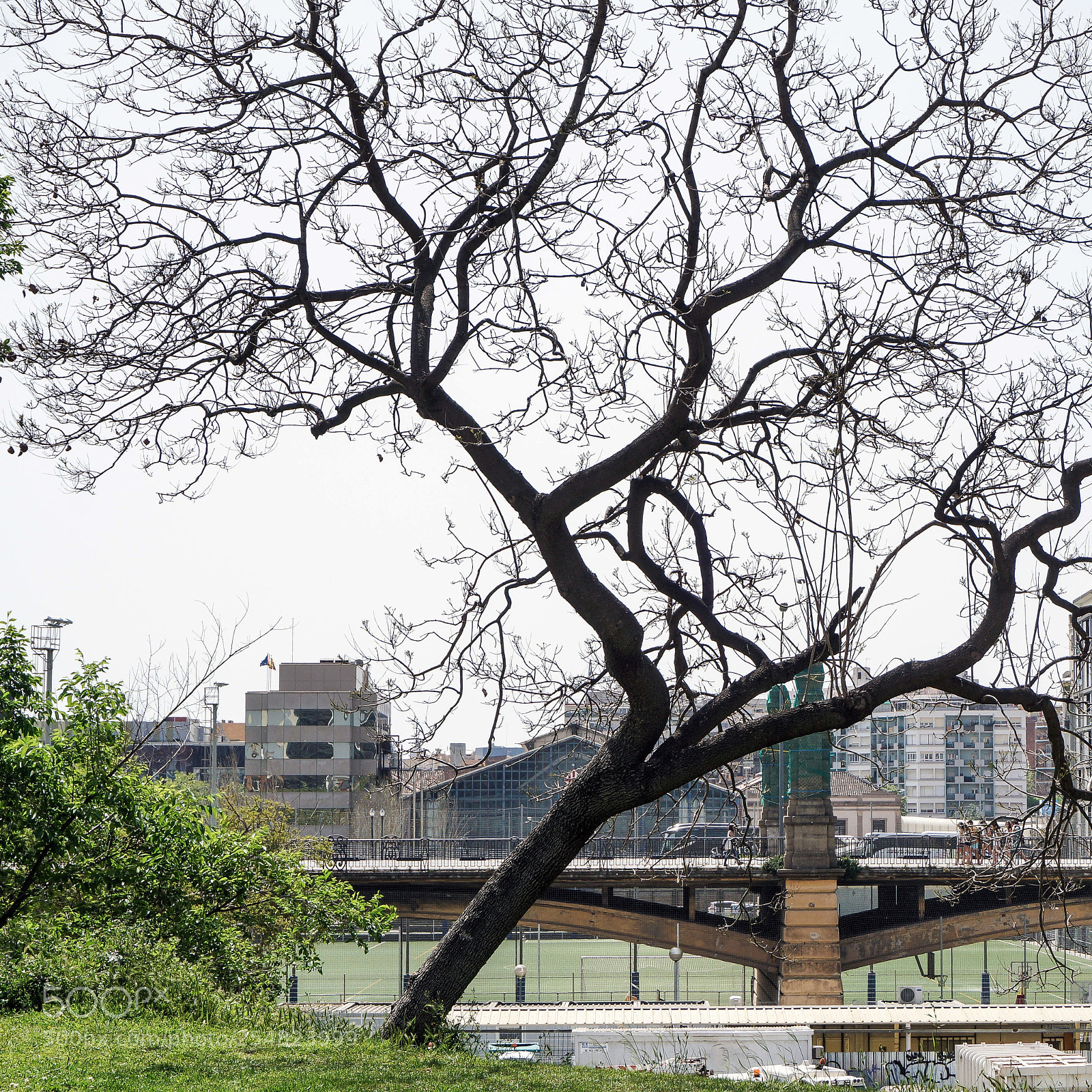 Sony Alpha NEX-7 sample photo. Tree photography