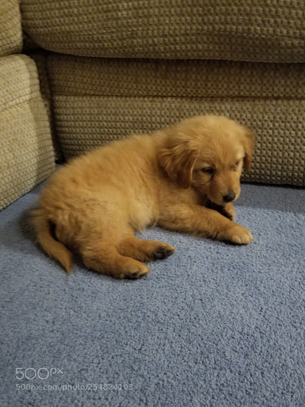 Samsung Galaxy S8 sample photo. Fluffy puppy photography