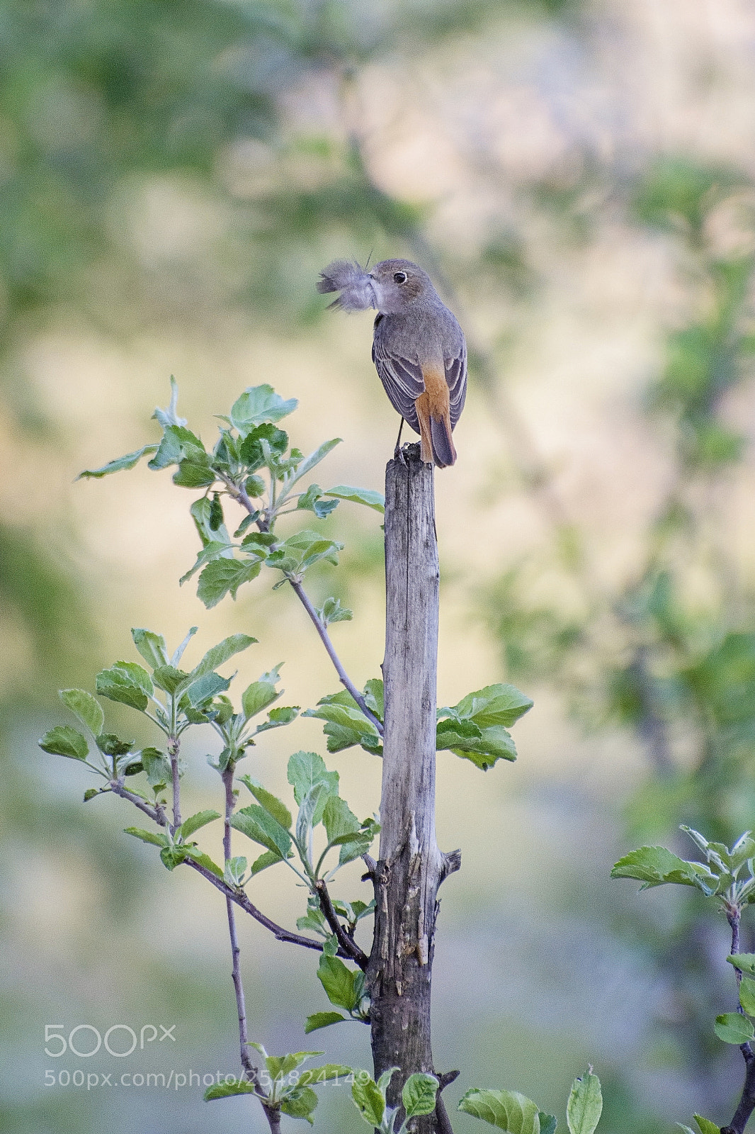 Nikon D7200 sample photo. Redstart, phoenicurus phoenicurus photography