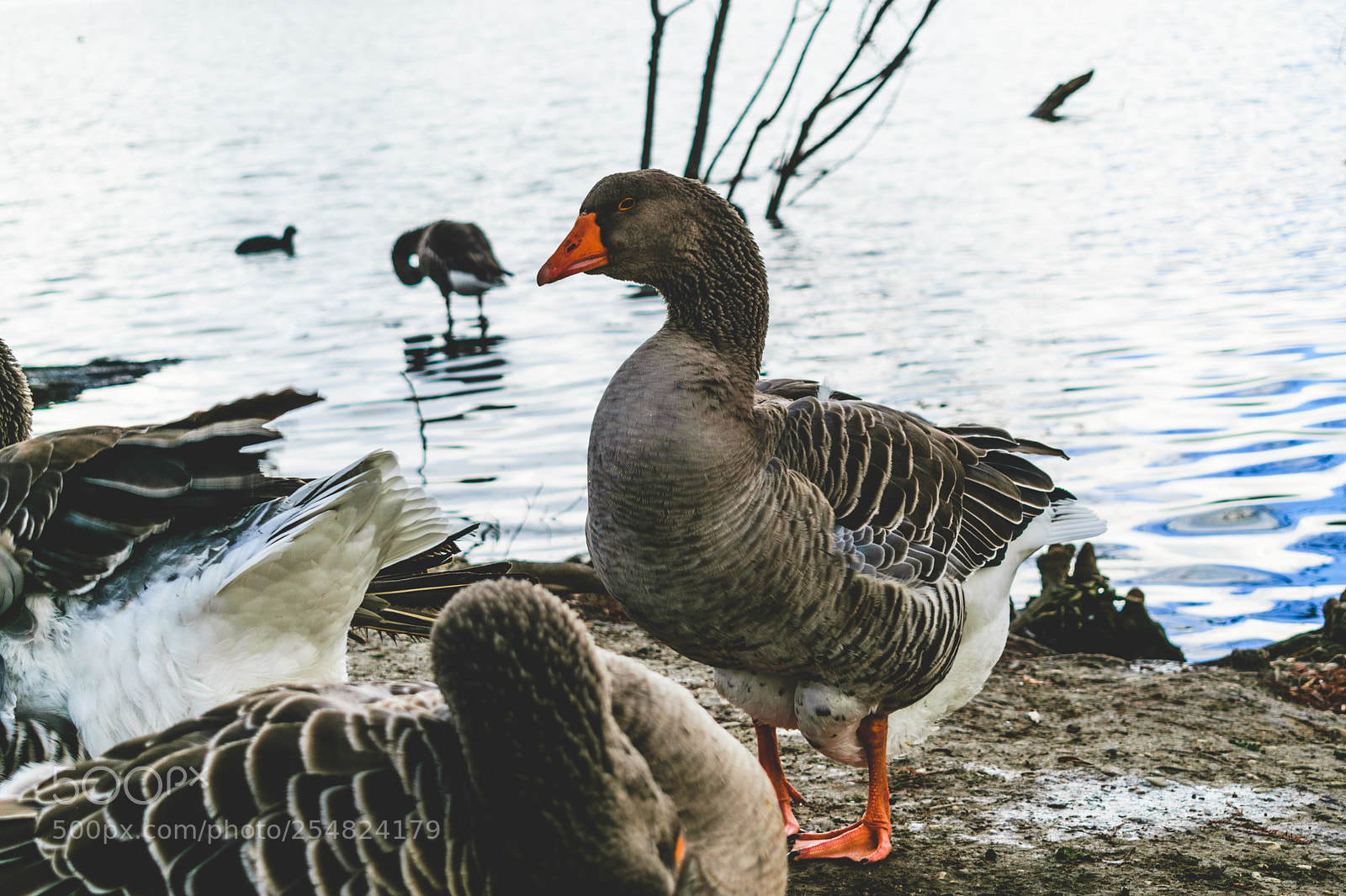 Nikon D3300 sample photo. Goose photography