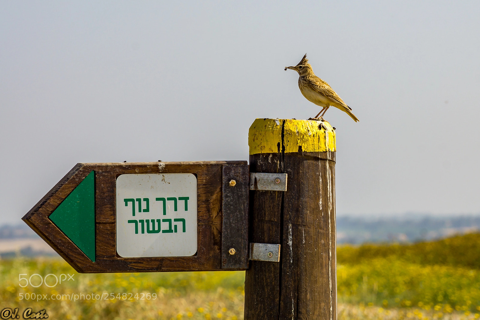 Sony a6000 sample photo. Crested lark on a photography
