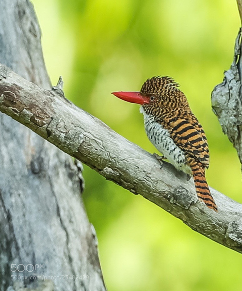 Canon EOS-1D X Mark II sample photo. Banded kingfisher @thailand. photography