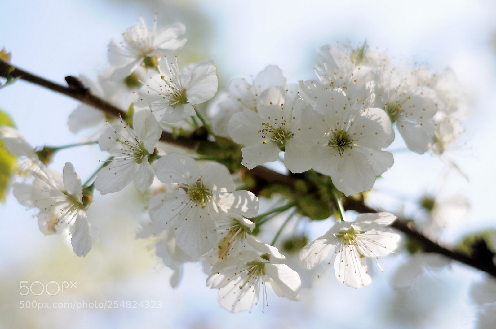 Nikon D90 sample photo. Kirschblüte - cherry photography