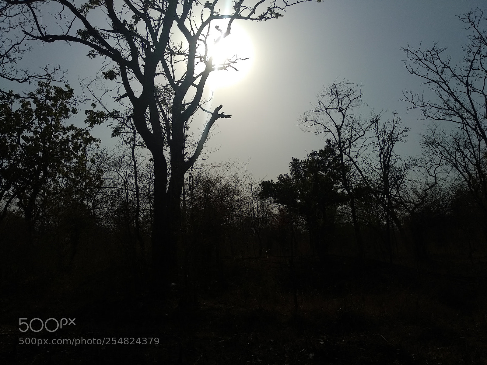 Xiaomi Mi A1 sample photo. Untitled photography