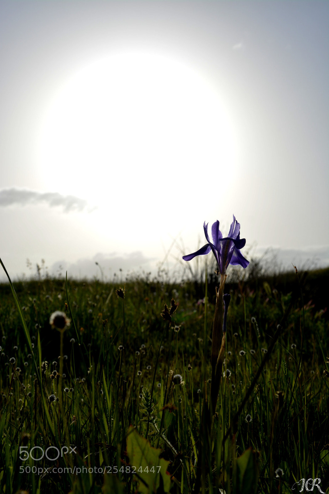 Nikon D5200 sample photo. Morada y sol photography