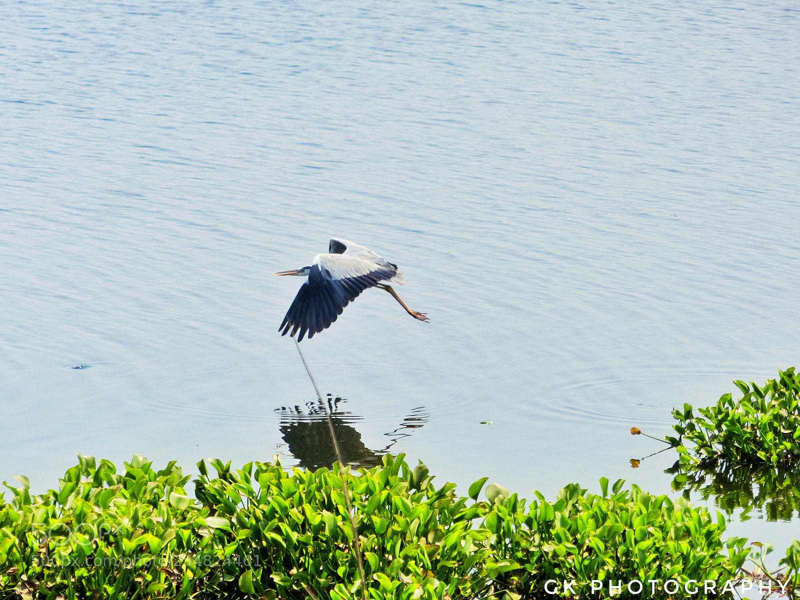 Panasonic Lumix DMC-FZ200 sample photo. Egret photography