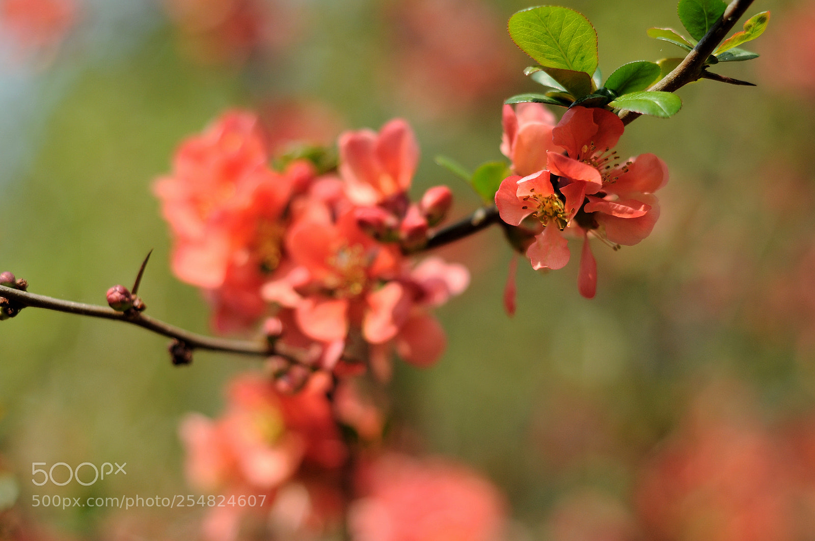Nikon D90 sample photo. Spiel mit der tiefensch photography