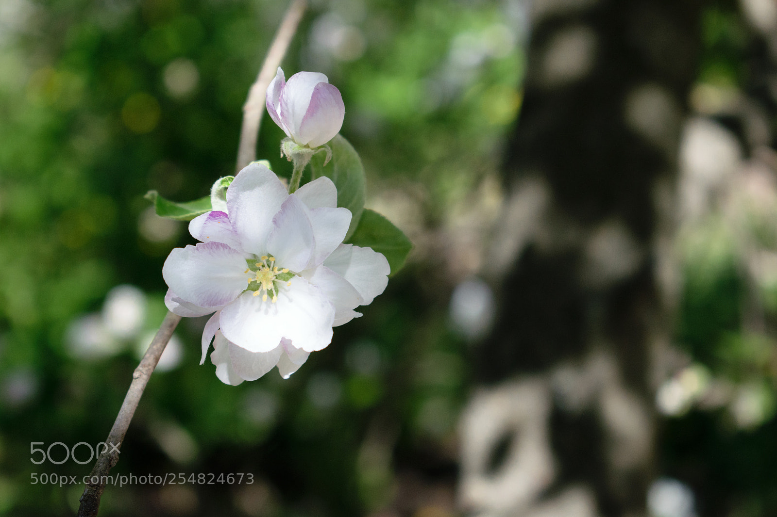 Nikon D5300 sample photo. Apple blossom photography