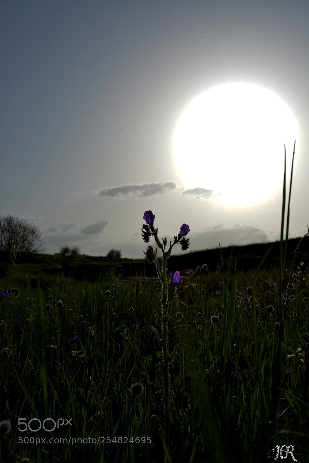 Nikon D5200 sample photo. Ocultandose photography