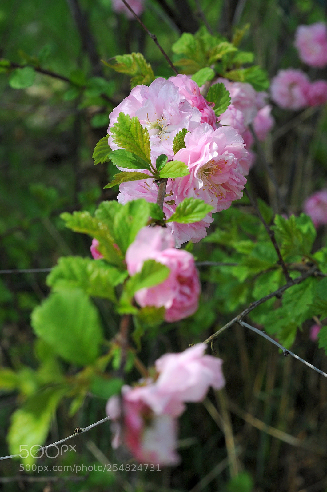Nikon D90 sample photo. Zartes rosa photography