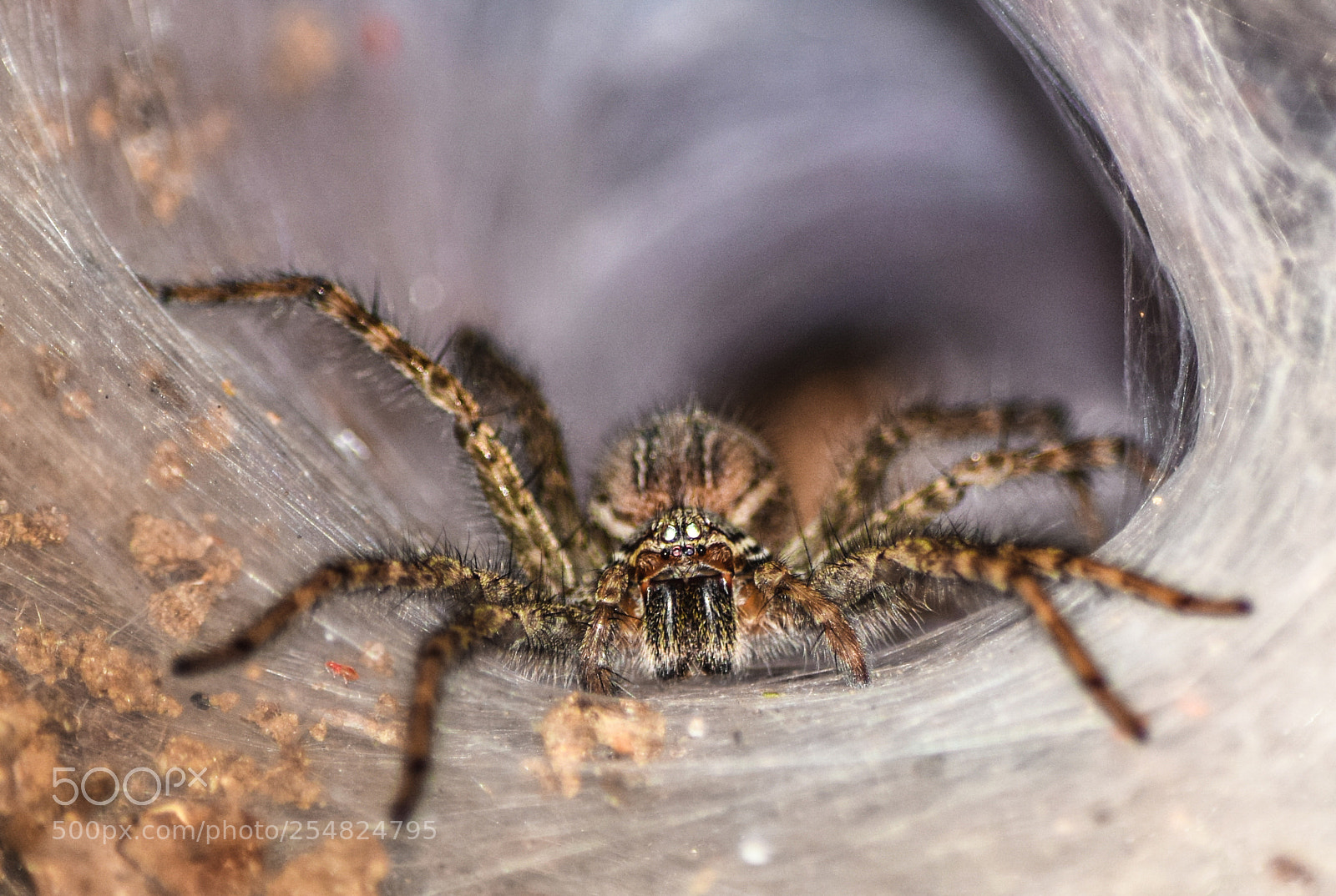 Nikon D3300 sample photo. Spyder photography