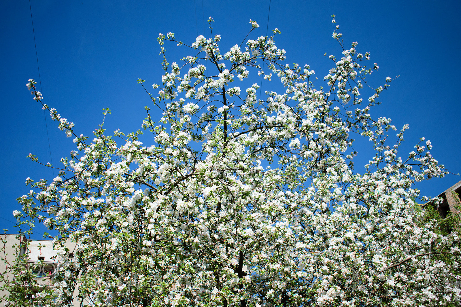Nikon D5300 sample photo. Apple blossom photography