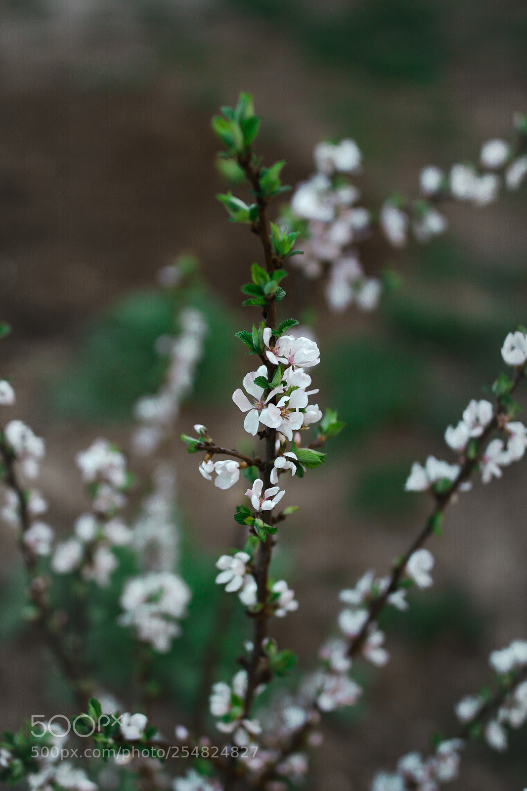 Canon EOS 700D (EOS Rebel T5i / EOS Kiss X7i) sample photo. Img photography