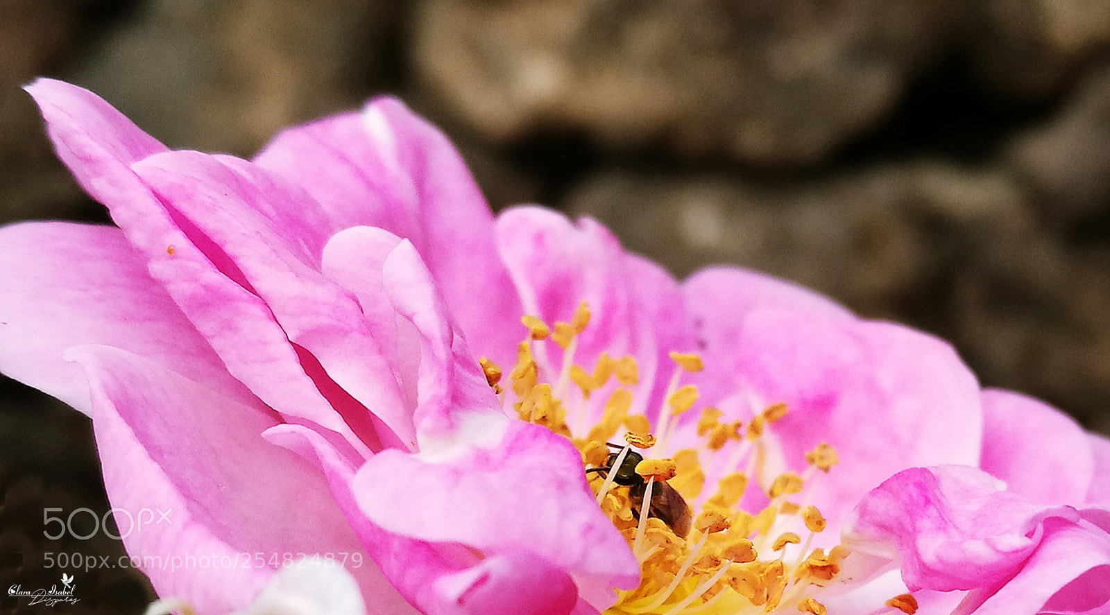 HUAWEI P9 Plus sample photo. Feliz lunes! photography