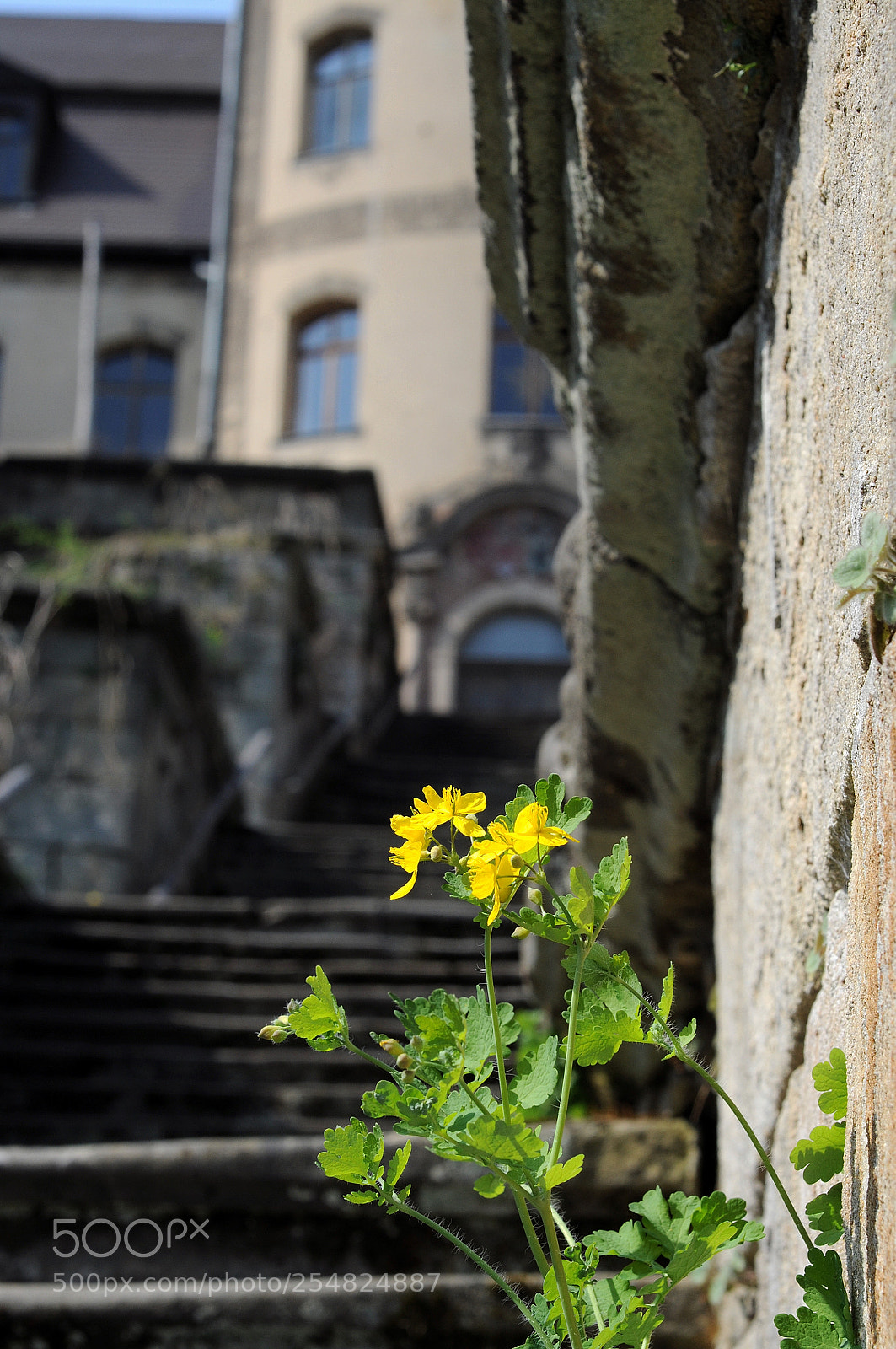 Nikon D90 sample photo. Gelbe blume am schloss photography