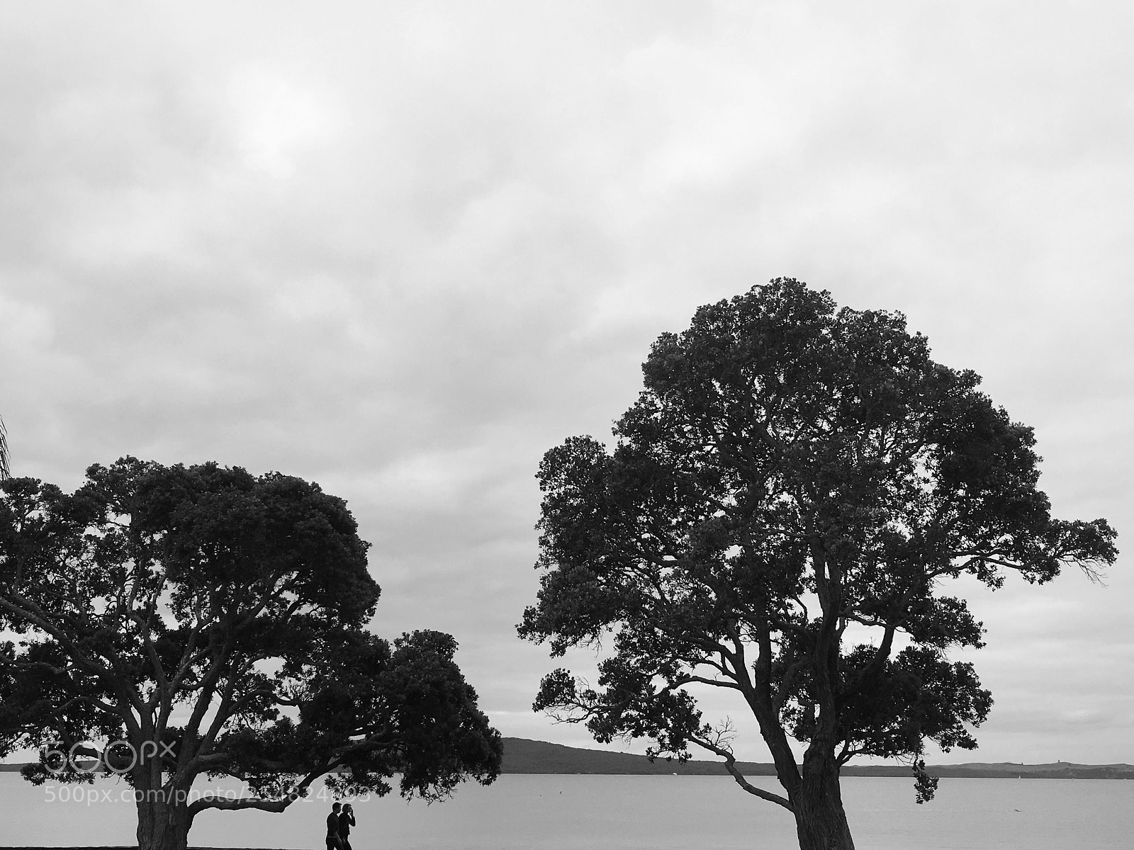 Apple iPhone SE sample photo. Impression of auckland autumn photography