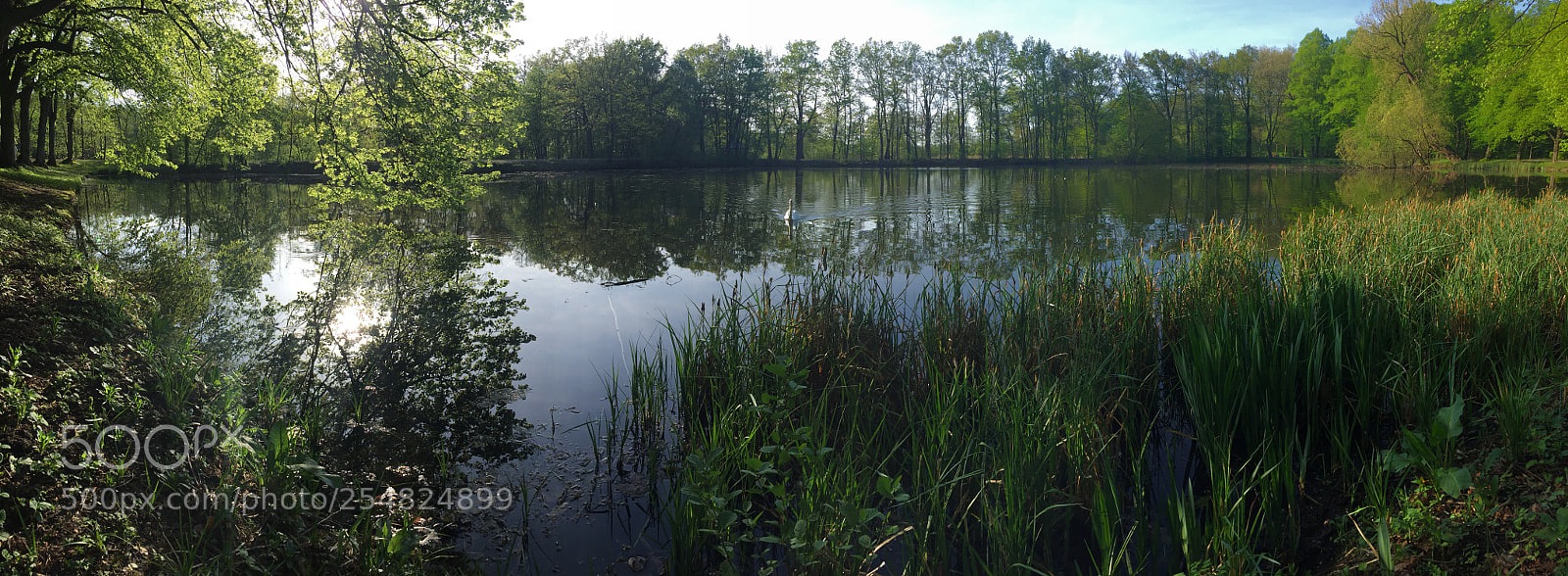 Apple iPhone 6 sample photo. Dreamland photography