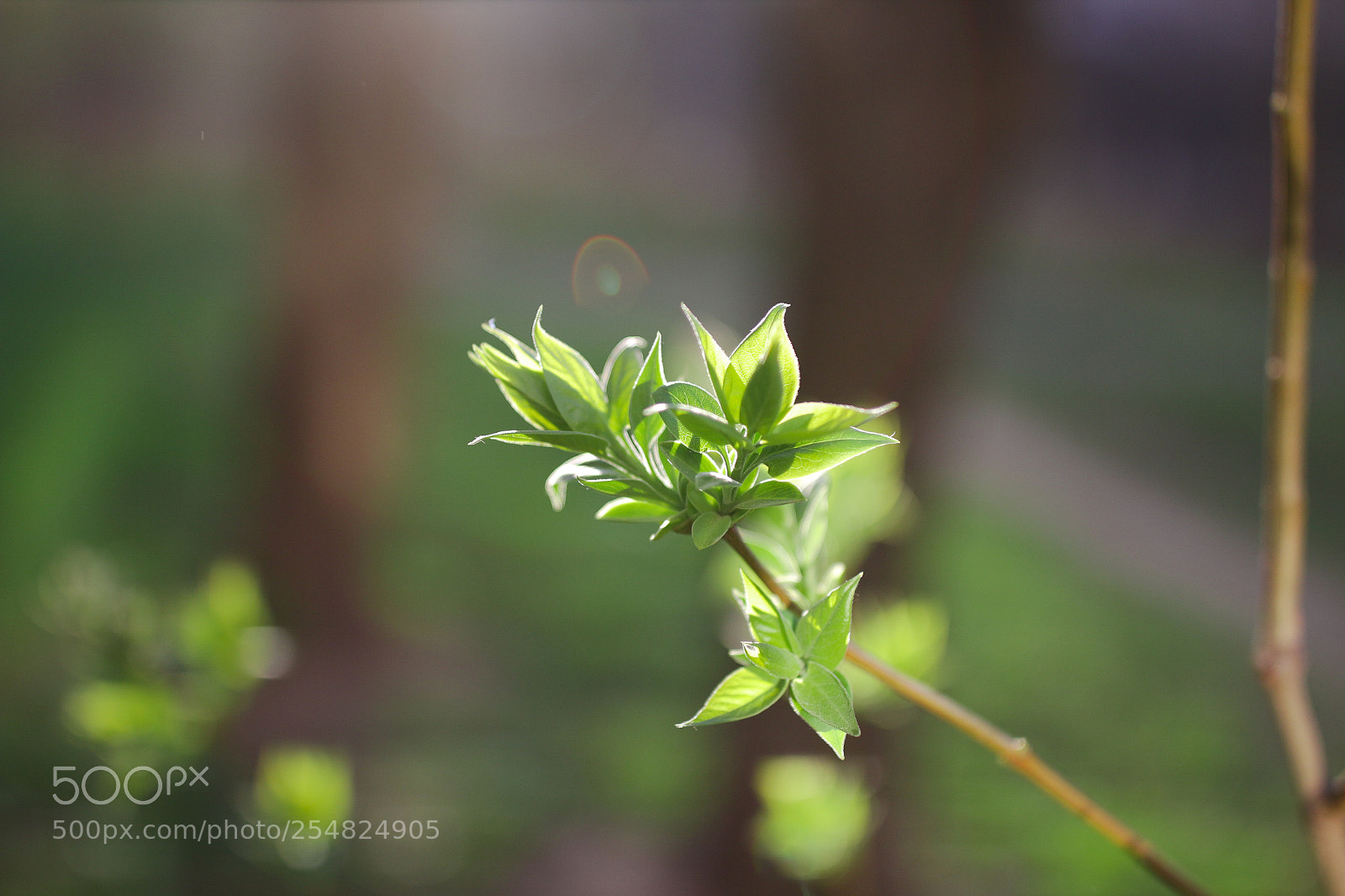 Canon EOS 700D (EOS Rebel T5i / EOS Kiss X7i) sample photo. Img photography