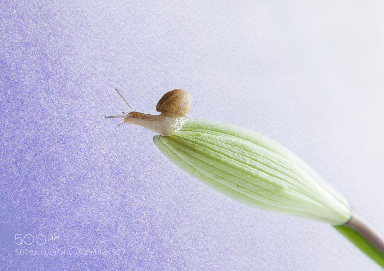 Canon EOS 5D Mark II sample photo. Snail photography