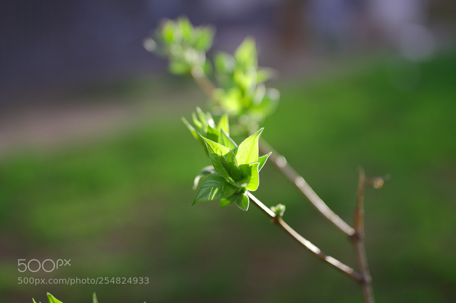 Canon EOS 700D (EOS Rebel T5i / EOS Kiss X7i) sample photo. Img photography