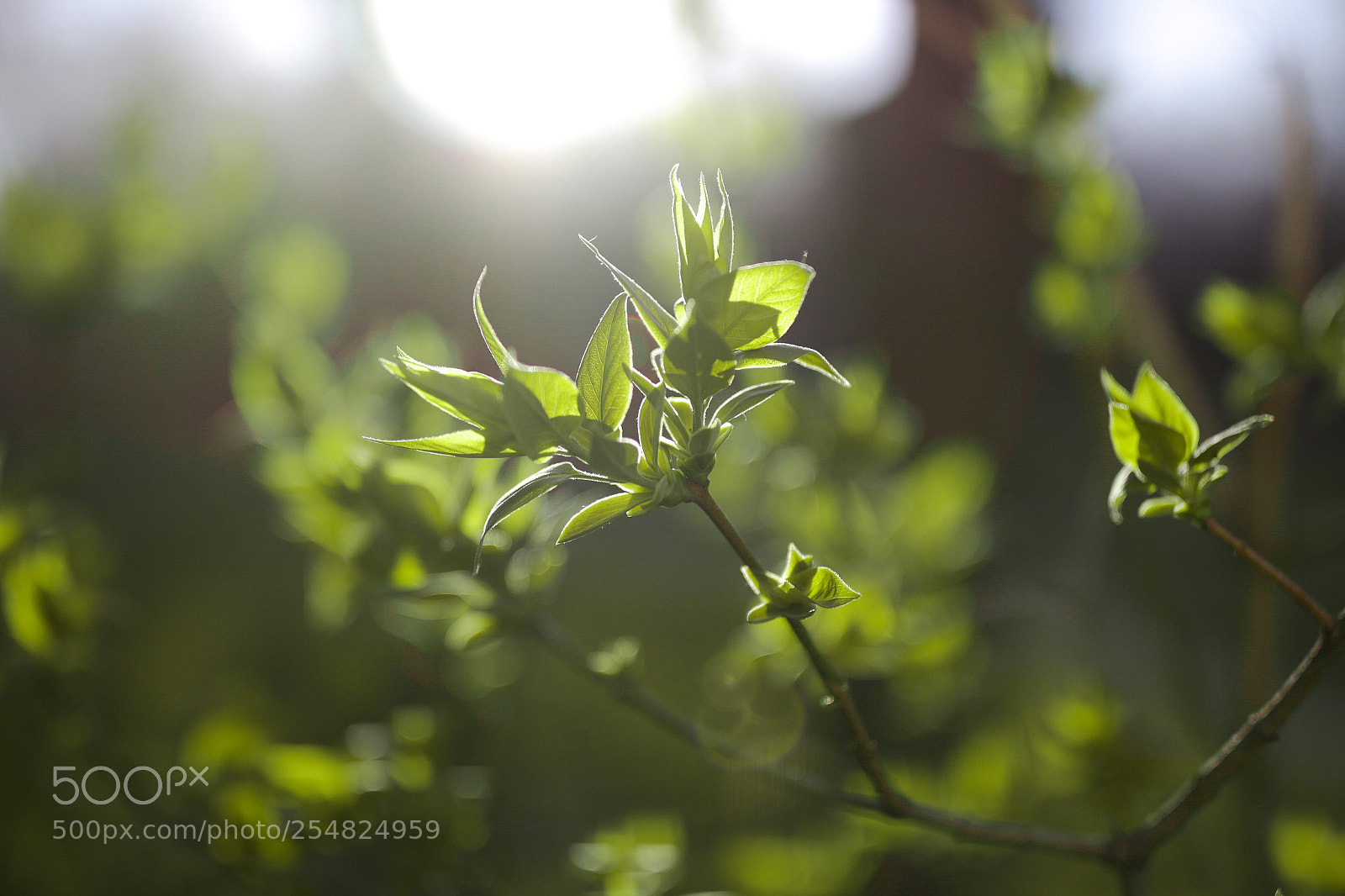 Canon EOS 700D (EOS Rebel T5i / EOS Kiss X7i) sample photo. Img photography