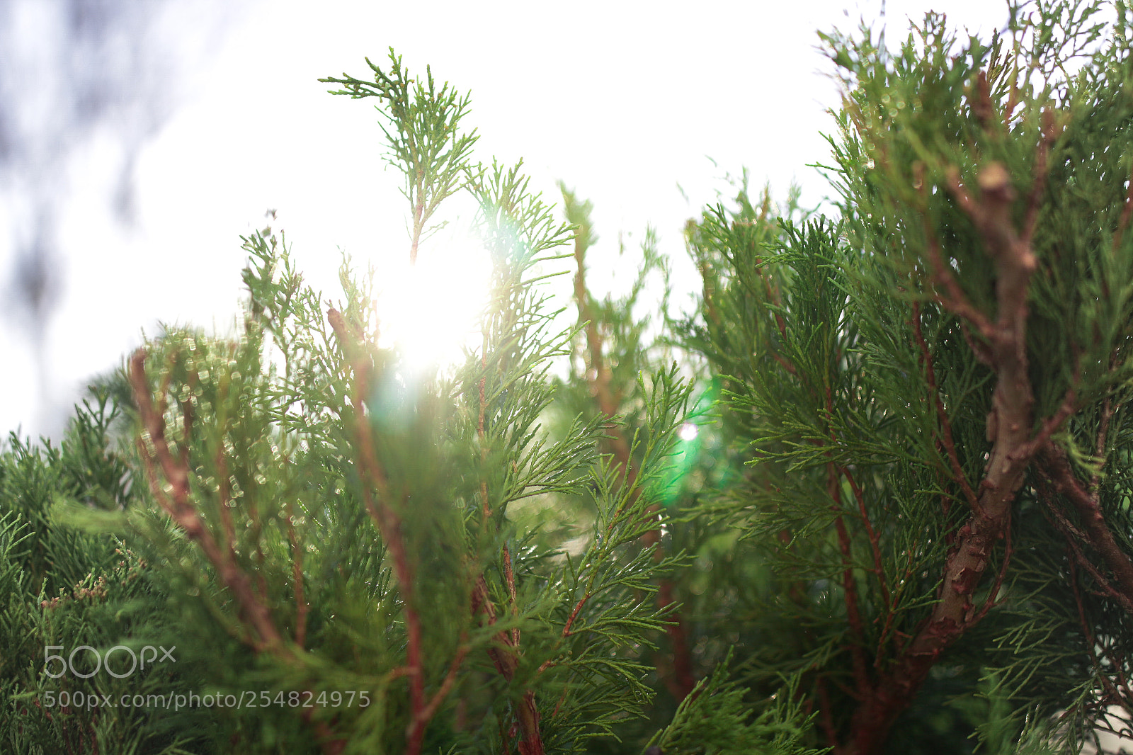 Canon EOS 700D (EOS Rebel T5i / EOS Kiss X7i) sample photo. Img photography
