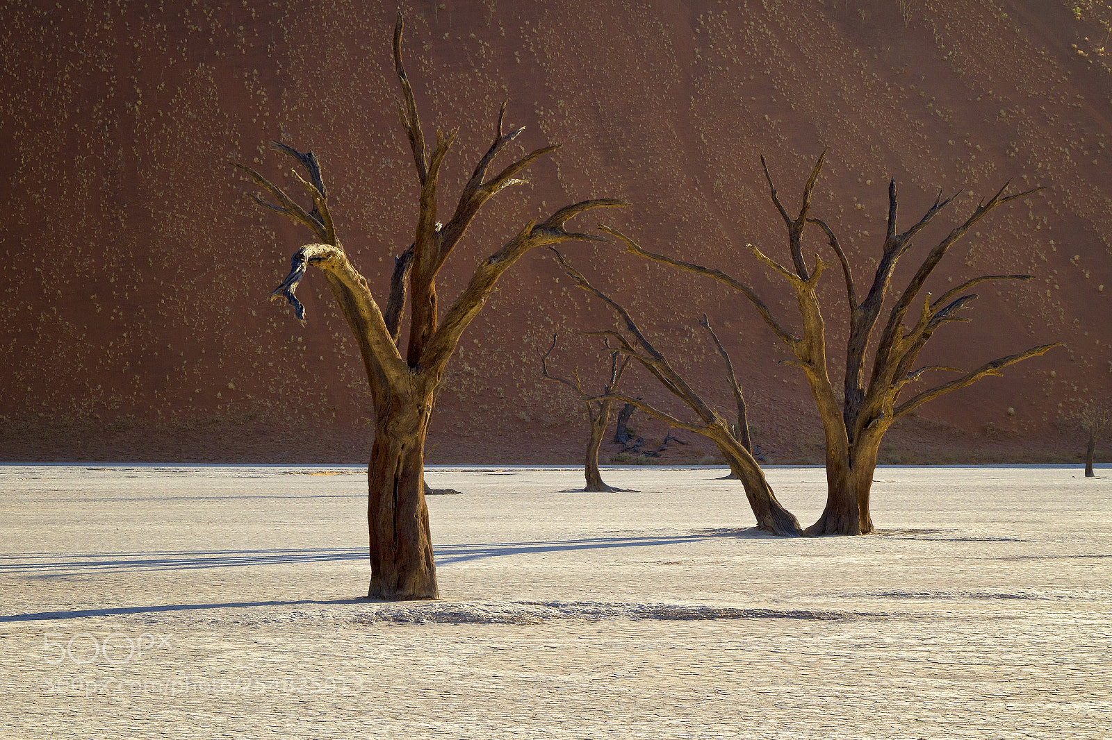 Canon EOS 7D sample photo. First light in dead photography