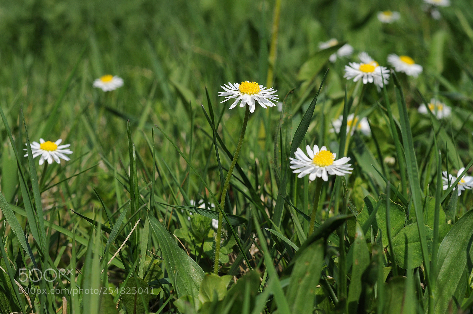 Nikon D90 sample photo. Gänseblümchen photography