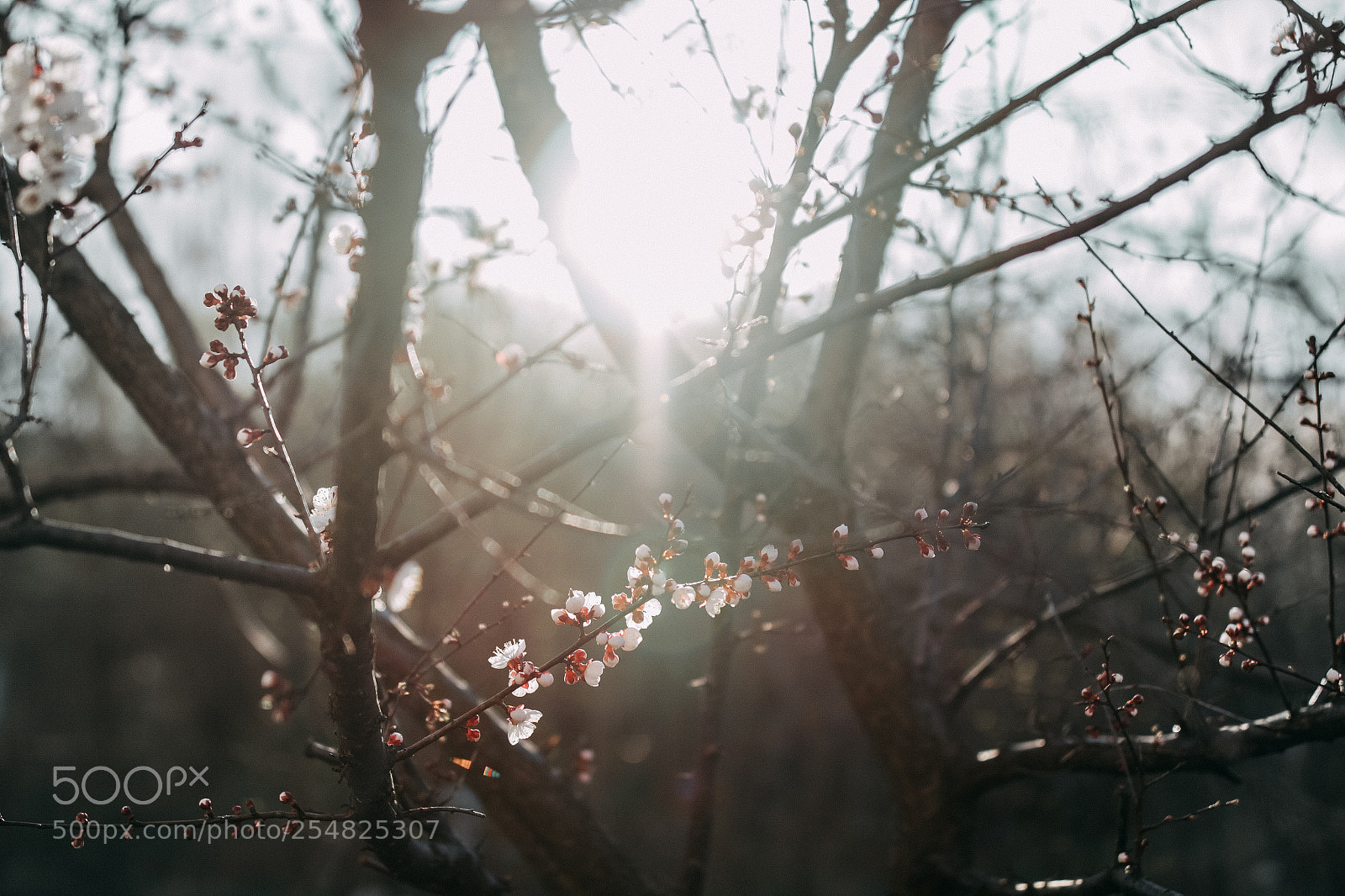 Canon EOS 700D (EOS Rebel T5i / EOS Kiss X7i) sample photo. Img photography