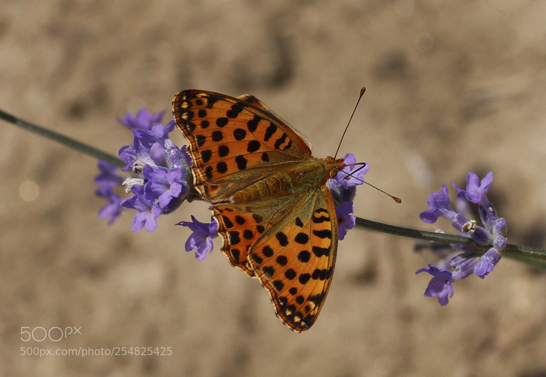 Canon EOS 70D sample photo. 5736-1-1.jpg photography